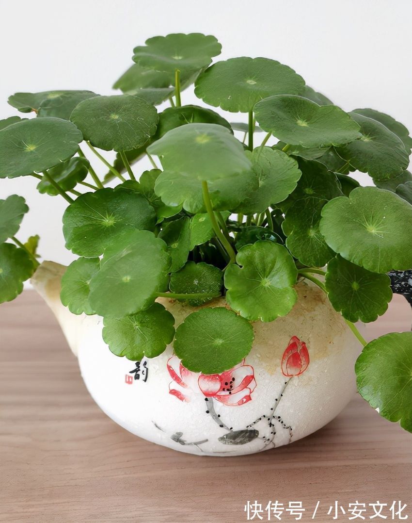 花花|适合放在办公室的花，净化空气一把手，路边三块钱就能买一盆