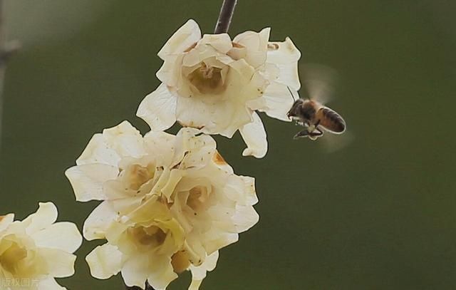 俗语|俗语“水至清则无鱼”,后半句更为经典,老祖宗的智慧