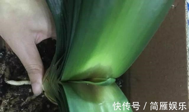 花卉|悄悄告诉你,养花高手都会的10个“小妙招”,学会以后,事半功倍