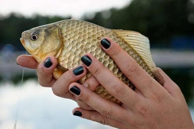 失手绳|垂钓大板鲫总是没有口,这4个口诀需要掌握,上鱼率立马就提高了几倍