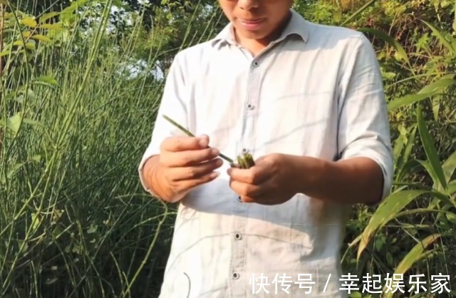 土麻黄|农村一种“光棍”野草,无花无叶只有杆,但煎水喝眼睛越来越明亮