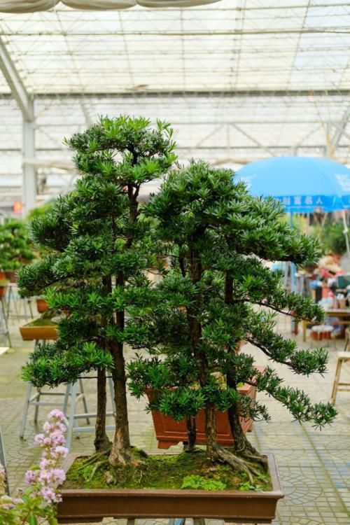 佛手|镇宅辟邪花,适合养家里,平安顺遂好兆头
