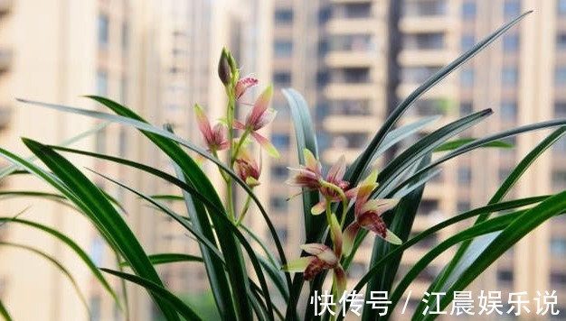 老花农养兰花,用3种植料,兰花不烂根,芽蹭蹭冒,花呼呼开