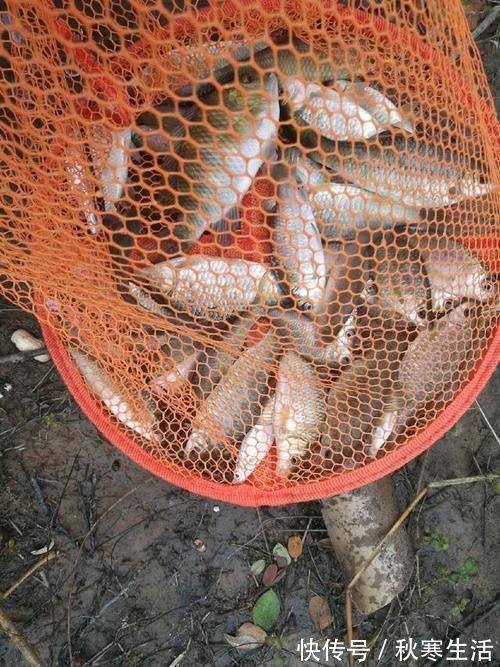 六陈水库开光新鱼护，崇尚不以爆护秀钓技