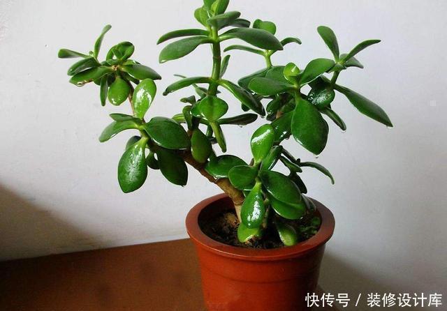 价值|这3种花养成老桩价值高,养得越久越美,喜欢的别错过