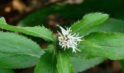 天南星|一个换皮神方!抹一抹,就能搞定各种皮肤问题!让你美丽让你满意