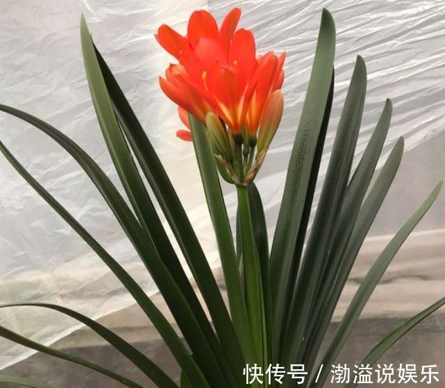 君子兰|给君子兰浇水,有3个“小方法”,不用“十年功”,只要一分钟