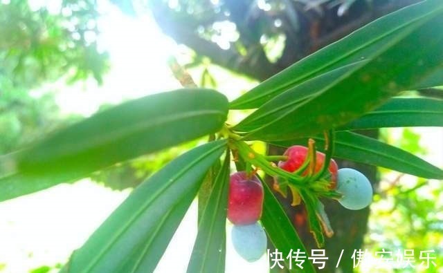 中国传统文化|阳台再小,也能养3种树,小盆就能养,个个都是“传家宝”