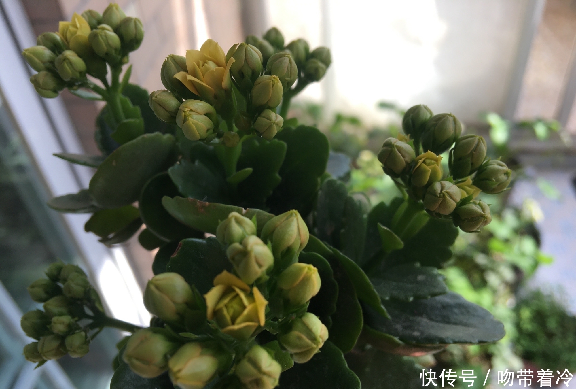 把一盆普通的长寿花，养成惊艳老桩，养护技巧有3个