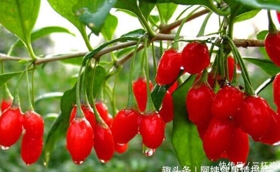 发生|无论男女,每天一把枸杞,身体会发生3大喜人改变,血管也更健康