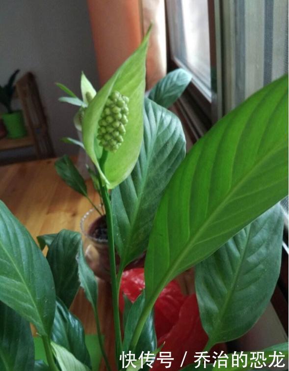 白掌开绿花,是一件事没做好,赶紧看看你犯了没