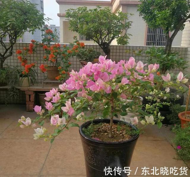 三角梅不发新枝开花少,“喂个小药片”,株型庞大,开花多