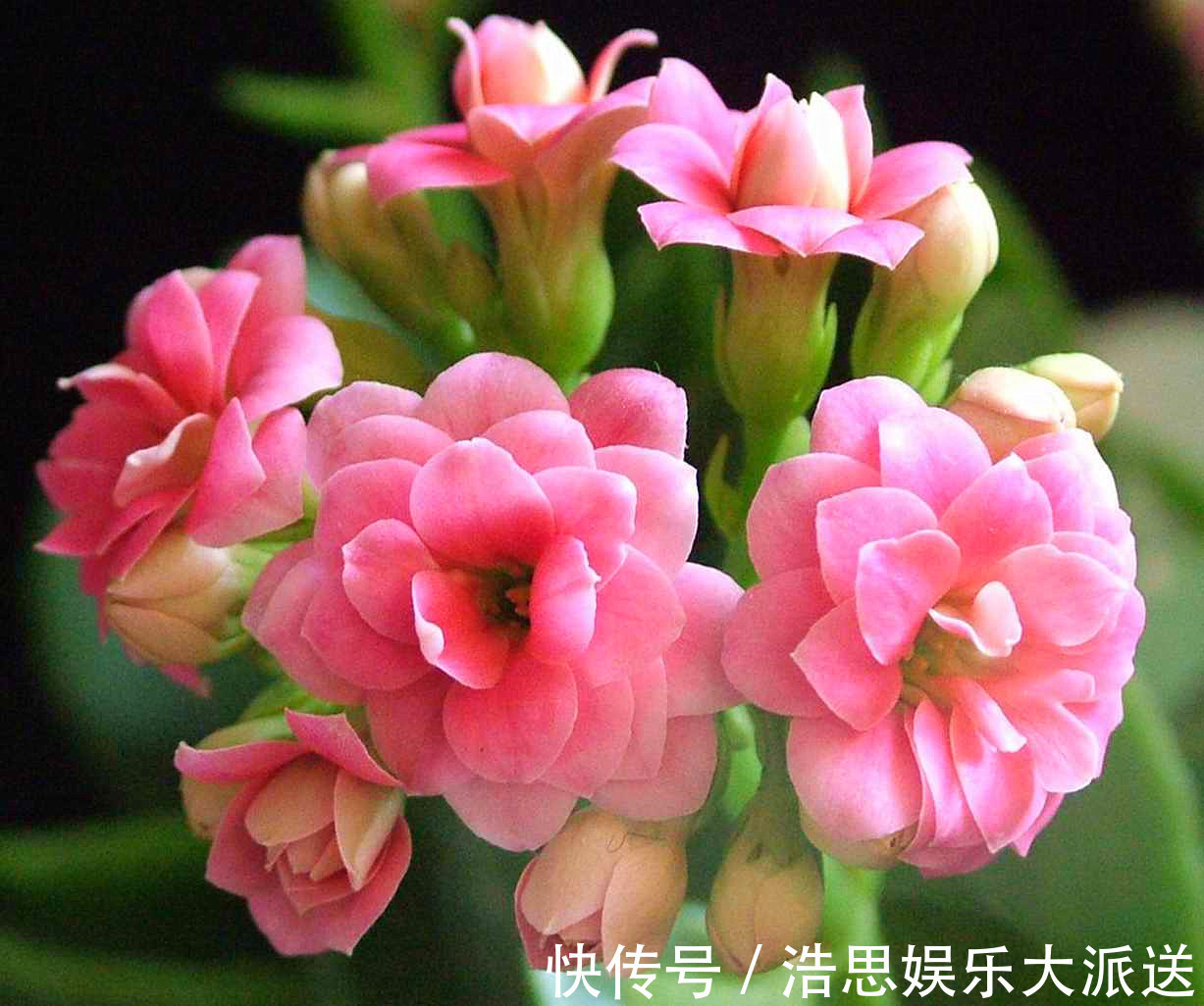 给长寿花喂一点它的汁液，不久就开出花苞，盆盆长势旺盛