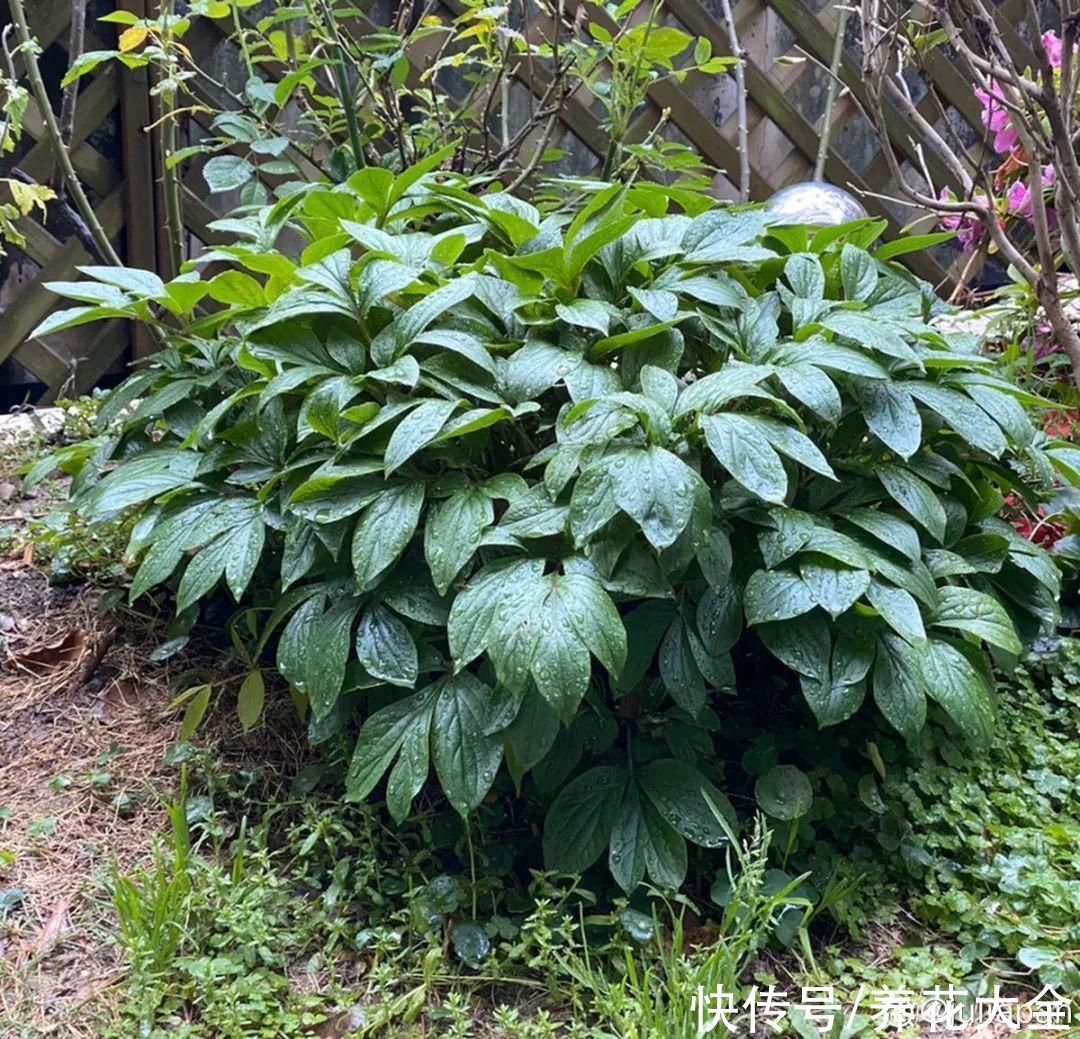 入夏前，10种花要赶紧施肥，不然以后没花看