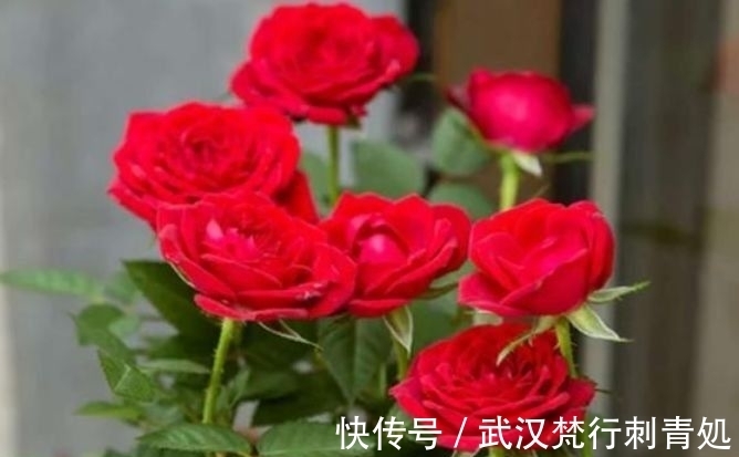 牡丹花|4种花超漂亮,生命力很顽强,沾土就开花,爆盆很漂亮