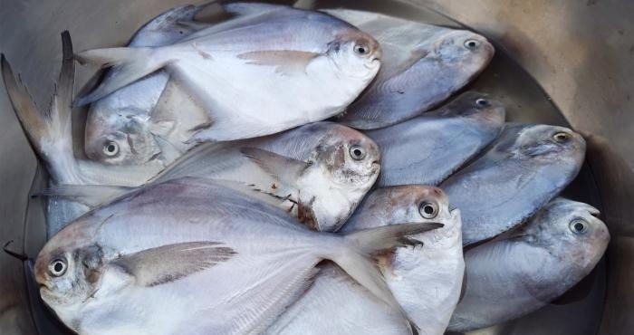 秋天碰到此鱼,我从不还价,一次准买5斤,营养极高,煎着吃最香