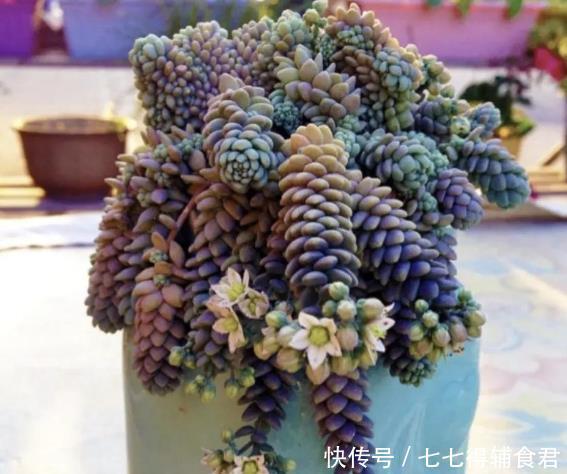 生长快速的9种多肉,春天就养这些肉肉了,一年半载就能养爆盆