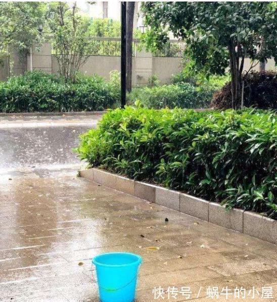 休眠|8种“漂亮花”,就怕暴雨天,淋雨就烂,赶紧搬到屋里去