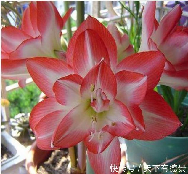 杜鹃花|3种花是“开花小能手”，比牡丹还美，棵棵开满枝头，太漂亮