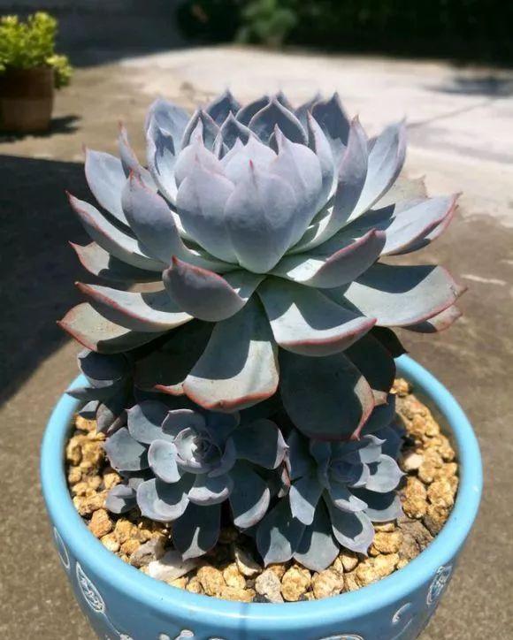 多肉植物盆栽:这种多肉越浇水越丑,不浇水反而胖成球