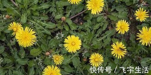 患上甲状腺结节|患上甲状腺结节，和哪些因素有关？常用它泡水喝，结节或慢慢变小