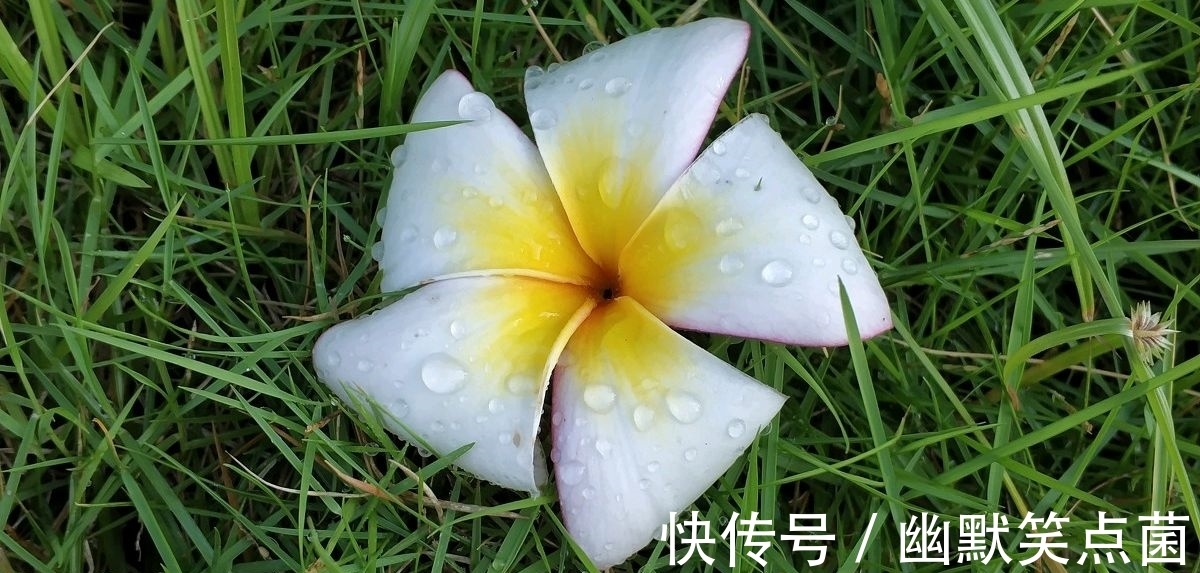 虞美人 雨后同干誉才卿置酒来禽花下作@八句话,四幅画,叶梦得的一首小词,昂扬向上,充满青春的气息