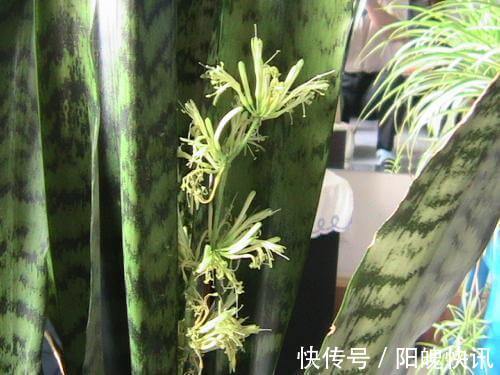 虎皮兰也开花注意这件小事，开到停不下来！