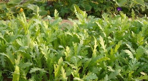 食物|人到中年想长寿,要多吃3种食物,排毒养颜,有益健康!