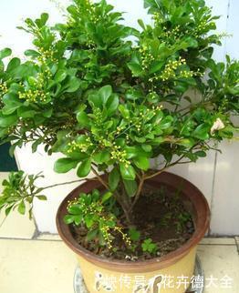 家里养这花，不能乱换盆，掌握几个要点，才能顺利成活！