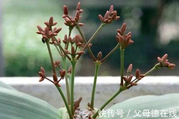 农历9月28日霜降后，养什么花？以下3种花，金玉满堂喜气盈盈