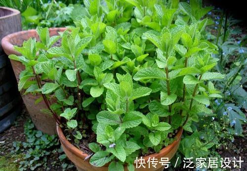 迷迭香|6种“漂亮花”，阳台种一盆，能凉拌能泡茶，生长泼辣，开花多