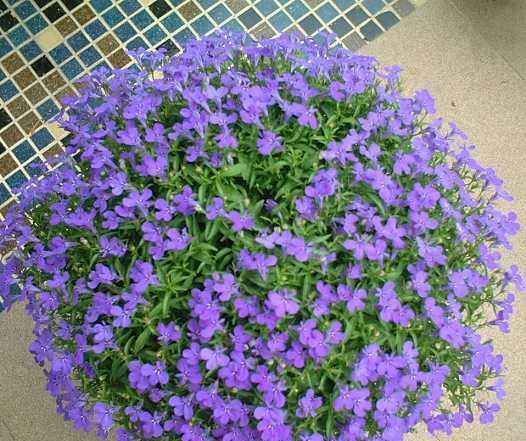 观赏|春暖花开来养花,六倍利这样养,花开爆盆长观赏