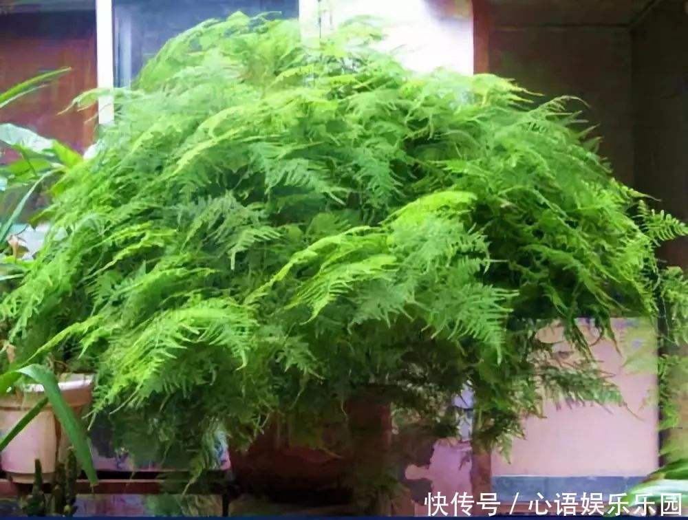 修剪|她家的文竹成了精,爬的满屋都是,剪不迭!