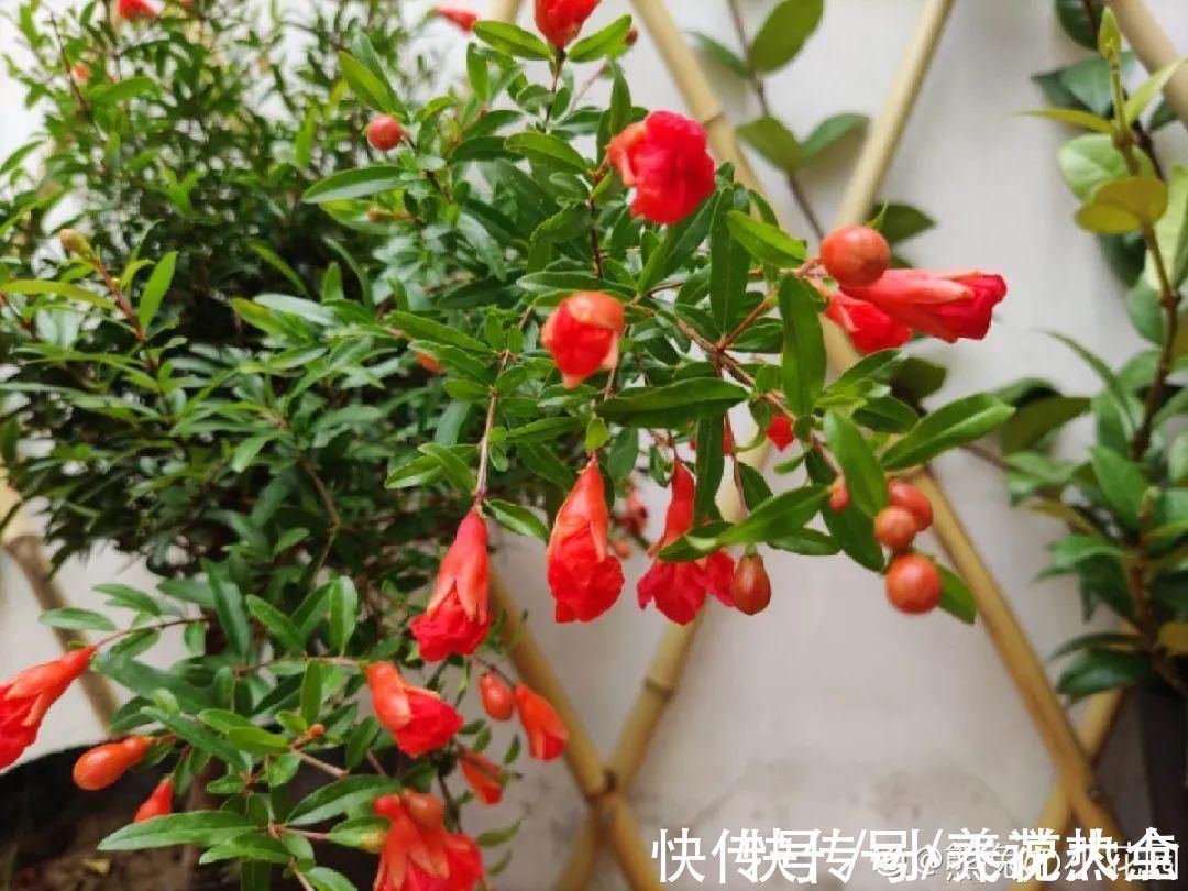 果子|家里养盆“招财花”,一年四季开红花结红果,“招财旺运”又红火