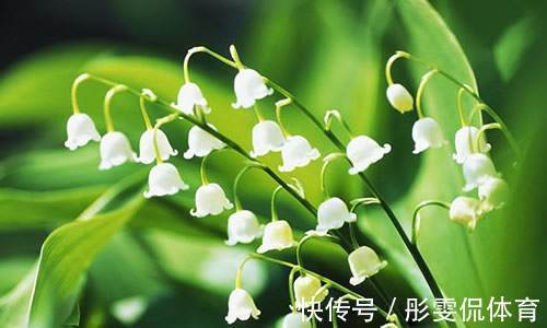 今年养花,一定不能错过这种花卉,花量巨大,气味香甜,非常漂亮