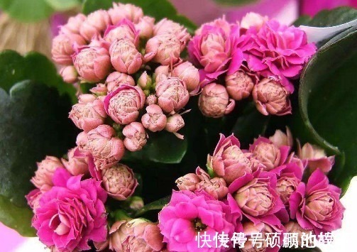 盆栽|长寿花漂亮又艳丽,教你3个盆栽长寿花的小妙招,长的越来越旺盛