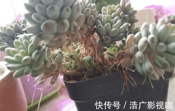 多肉|多肉全是“胡须”，这是“求救”信号，多肉爱好者要引起重视！