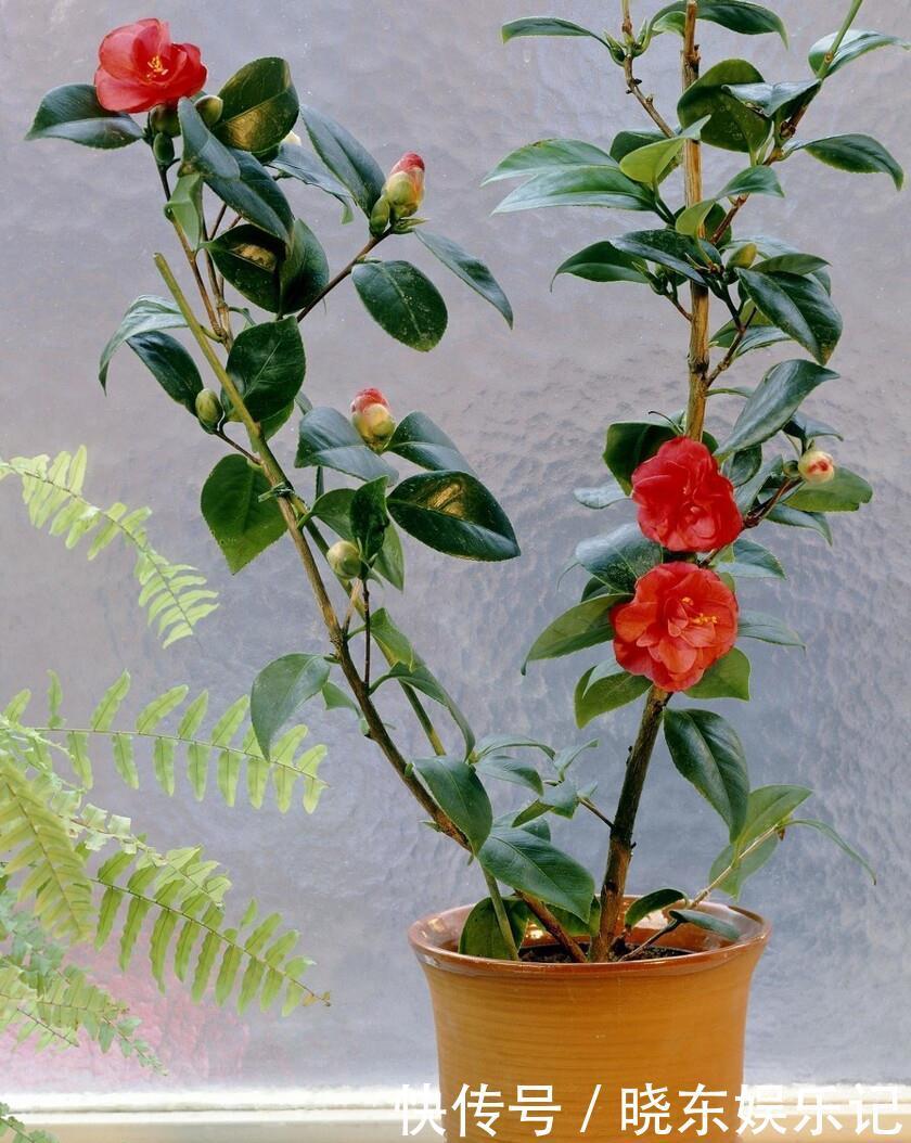 入冬后,想养3种“年宵花”建议早点买,晚了花钱多,还不合适