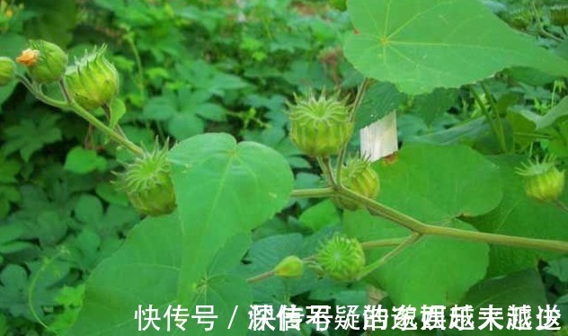 健康|此野草是个宝，遇到一定要拔回家，对健康有好处，来了解下