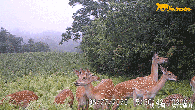 护林员|给你千里眼和顺风耳,你会做什么?