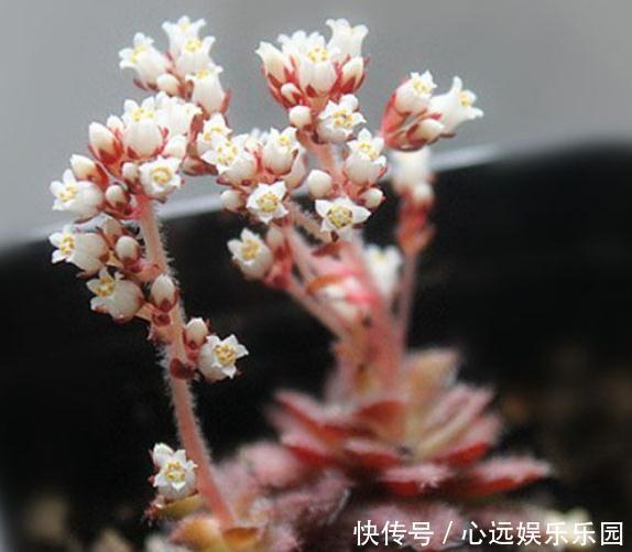 超哥|3种“多肉”,靠一杯水活“大半年”,没有光,照样叶肥、花儿多