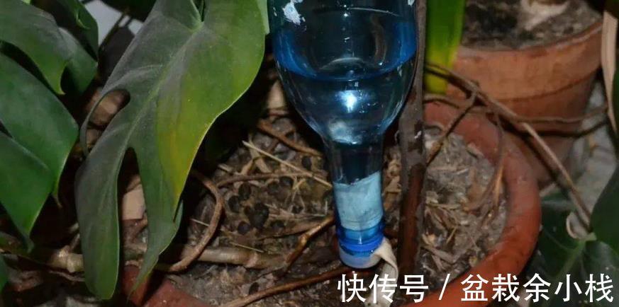 要务|塑料瓶养花的妙用，选花盆的第一要务是什么