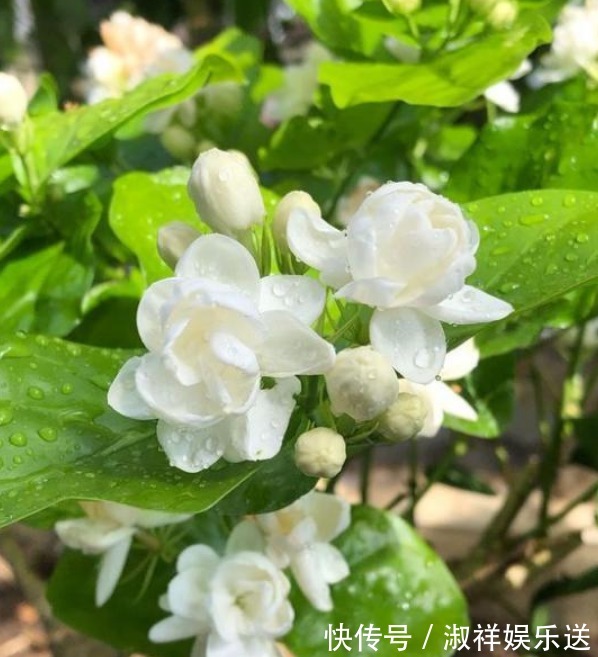 3种花,比香水还好闻,好养漂亮,一养就上瘾,满屋飘香助睡眠!