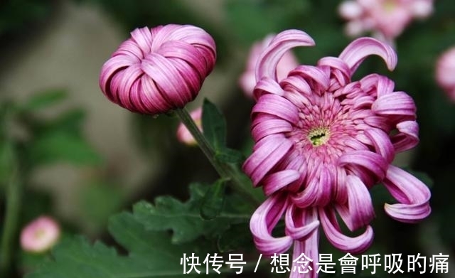 光照|秋季养菊别大意,3点事项需谨记,想要菊花开花造型美,值得一看