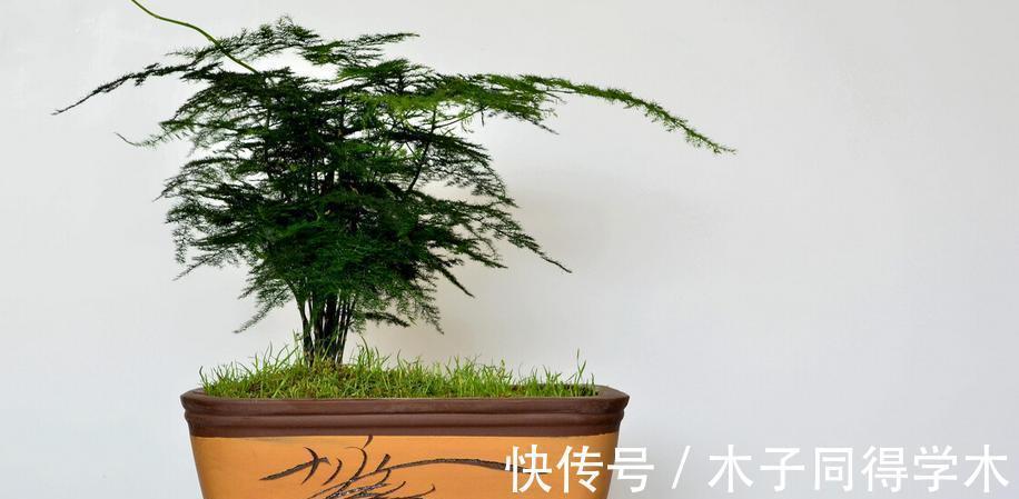 阳台上|盆栽养文竹,靠抓住这4点促生长,保管植株不黄叶烂根