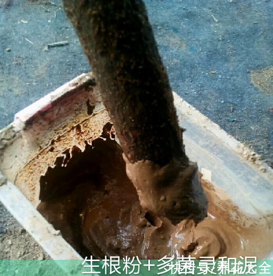 大粗杆子扦插，泥巴一裹就生根，秒变老桩大户