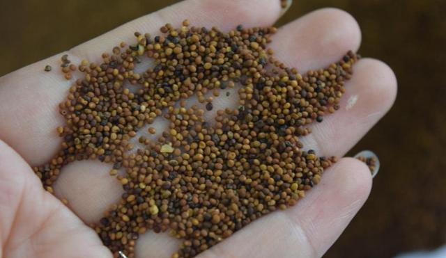 过家家|没有叶子没有根,生命力强的可怕,在农村是害草,城里却收30一斤