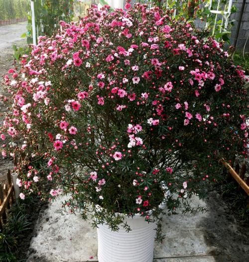 此花名字里带“松、梅”二字，却不抗冻，适合春天培育