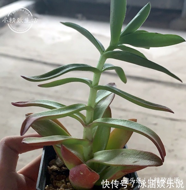 熊童子|夏天火祭变乱草,熊童子成碰碰香别着急,秋天3招美回来