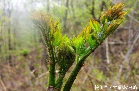 通脉|农村这些野菜中，降低血糖，补肝肾，温经通脉，食疗功效高。